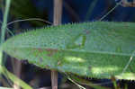 Variableleaf sunflower